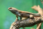 Red-sided curlytail lizard