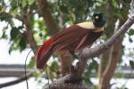 Red bird-of-paradise