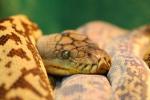 Timor python