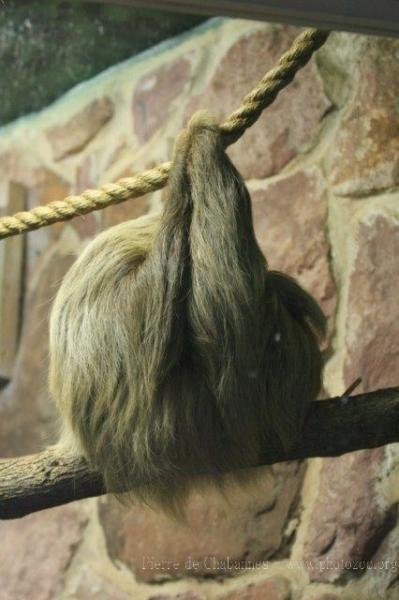Hoffmann's sloth