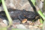 Anderson's crocodile newt