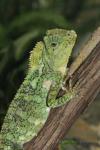 Chameleon forest dragon