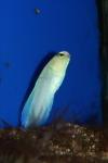 Yellowhead jawfish