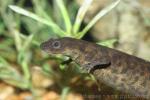 Sharp-ribbed salamander
