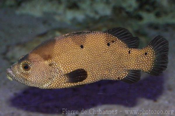 Dotted soapfish