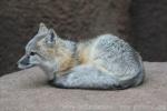 Swift fox