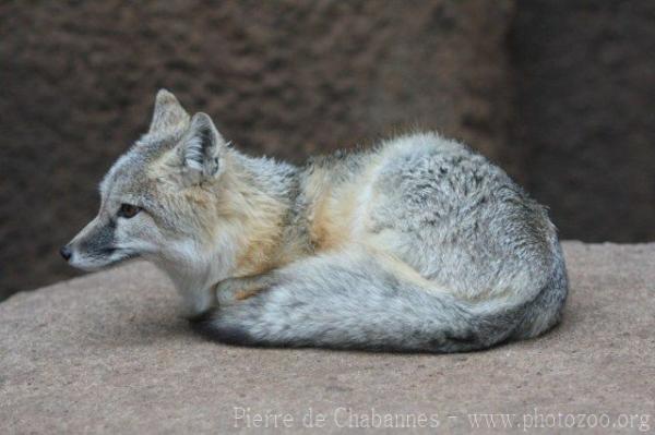 Swift fox