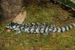 Bromeliad arboreal alligator-lizard