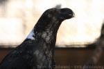 White-necked raven