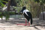 Australian black-necked stork