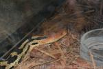 Middle American gopher snake