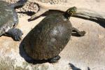 Texas river cooter