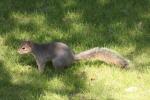 Eastern fox squirrel