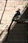 Black-throated magpie-jay