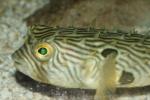 Striped burrfish