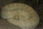Cascabel rattlesnake