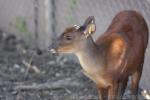 Mexican red brocket