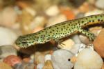 Black-spotted newt
