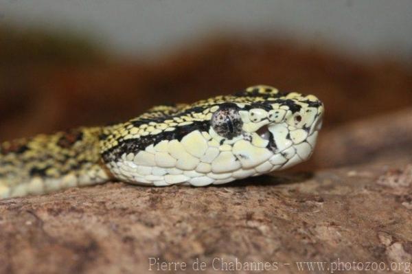 Red-spotted pitviper