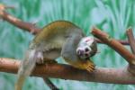 Guianan squirrel monkey