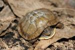 Mexican box turtle
