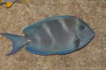 Blue tang surgeonfish
