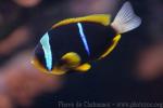 Twobar anemonefish