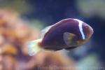 Whitebonnet anemonefish