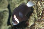Whitesnout anemonefish
