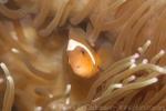 Thielle's anemonefish