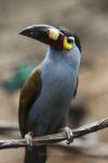 Plate-billed mountain-toucan