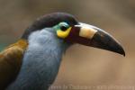Plate-billed mountain-toucan