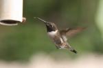 Ruby-throated hummingbird *