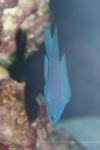 Blue devilfish