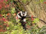 Black-and-white ruffled lemur *