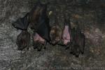 Seba's short-tailed bat