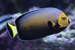 Spectacled angelfish