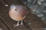 Rufous-breasted quail-dove
