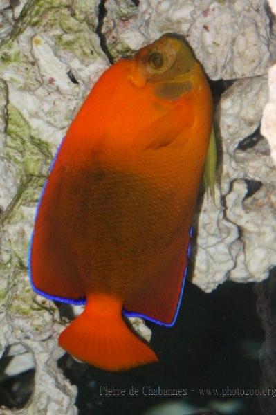 Clarion angelfish