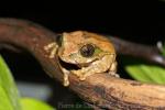 Amani forest tree frog
