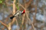 Red-crowned cardinal