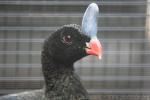 Horned curassow