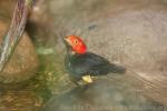Red-capped manakin