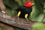 Red-capped manakin