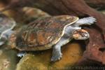 Savanna side-necked turtle