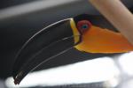 Ariel toucan