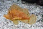 Eschmeyer's scorpionfish