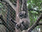 Silvery gibbon