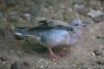 Ruddy ground-dove