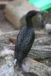 Little black cormorant *